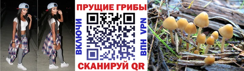 mega зеркало  Шагонар  Псилоцибиновые грибы MAGIC MUSHROOMS 